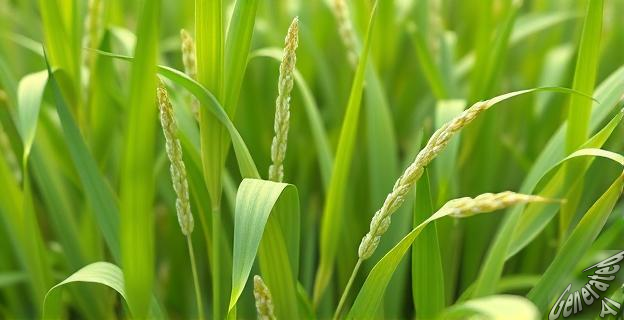 Aplicar nano-selenio a las plantas de arroz puede reducir el uso de fertilizantes en un 30% y aumentar la calidad nutricional del arroz