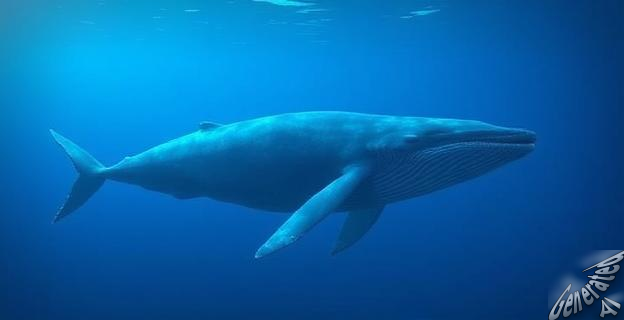 La ballena azul es el animal más grande de la historia, con más de 30 metros y 200 toneladas