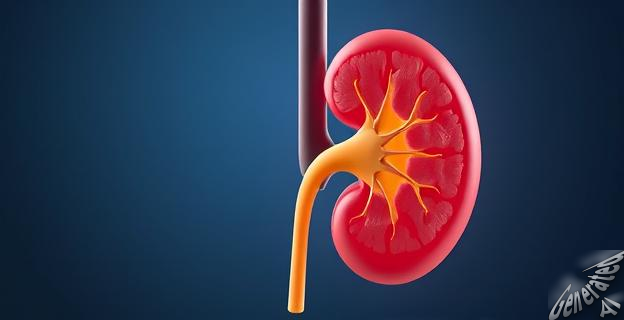 Los organoides humanos persistían integrados en el tejido renal porcino después de 24 y 48 horas del trasplante