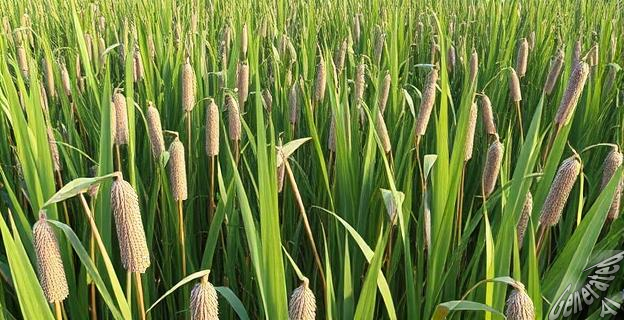 La caña común (Arundo donax) se ha extendido por el campo valenciano