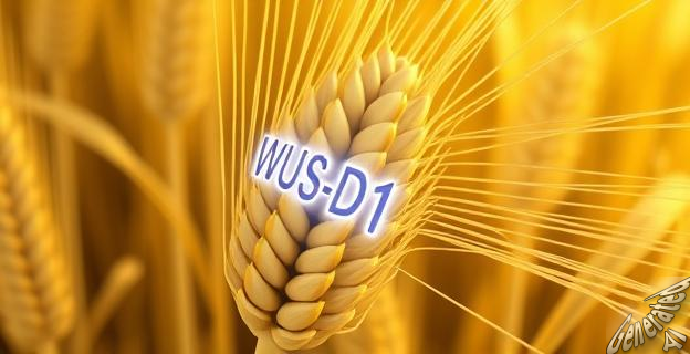 El gen WUS-D1 puede triplicar la producción de trigo