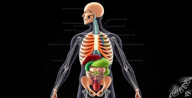 El cuerpo humano contiene alrededor de 30 a 40 billones de células